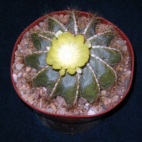 notocactus 4 - notocactus