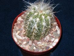 ../plante-si-flori/photos/cactusi/oreocereus-1560689.jpg