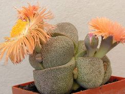 ../plante-si-flori/photos/cactusi/pleiospilos-5649581.jpg