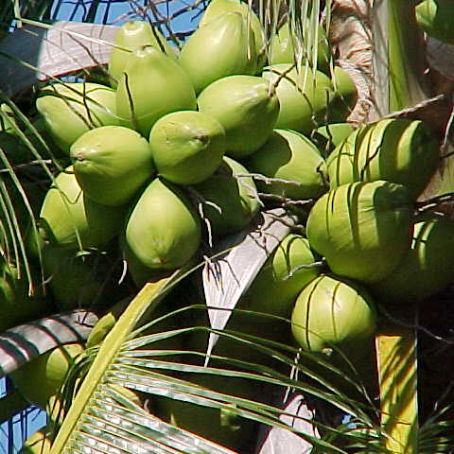 cocos nucifera 5 - cocotierul