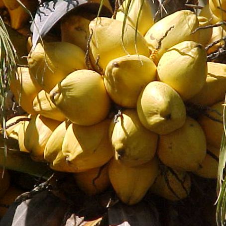 cocos nucifera 4 - cocotierul