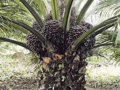 elaeis-guinensis-palmierul-oleaginos