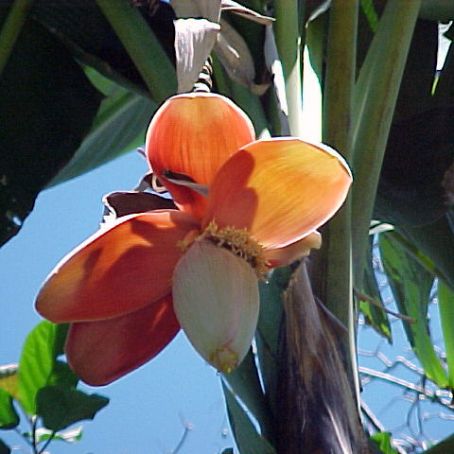musa paradisiaca-sapientum 1 - bananierul