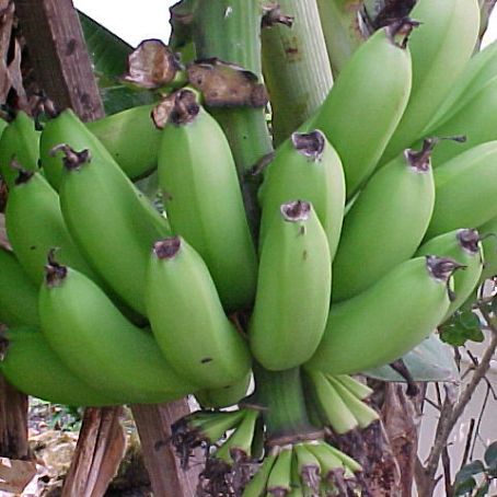 musa paradisiaca-sapientum 5 - bananierul