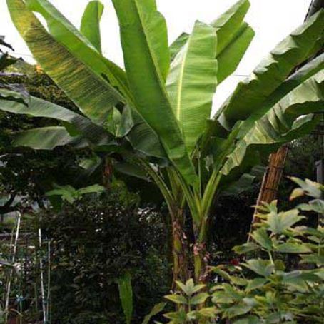 musa paradisiaca-sapientum 3 - bananierul