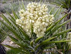 ../plante-si-flori/photos/exotice/yucca-5365744.jpg