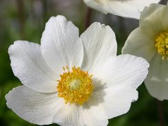 anemona - anemone