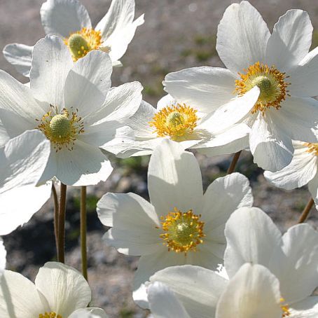 anemone 3 - anemona