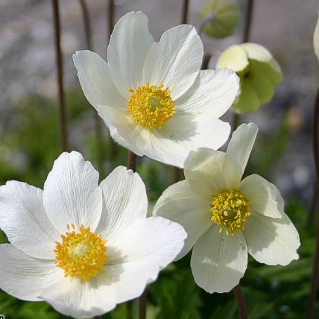 anemone 2 - anemona
