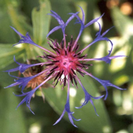 centaurea 5 - albastrele