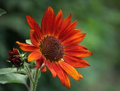 floarea soarelui - helianthus