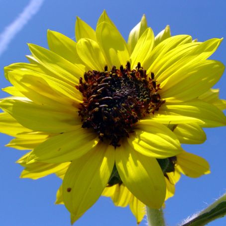 helianthus 3 - floarea soarelui