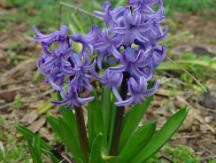 hyacinthus-zambile