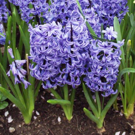 hyacinthus 3 - zambile