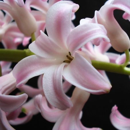 hyacinthus 2 - zambile