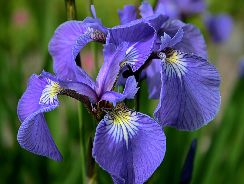 iris-iris
