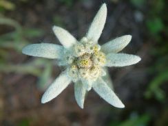 floare de colt - leontopodium