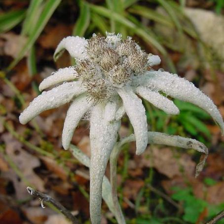 leontopodium 4 - floare de colt