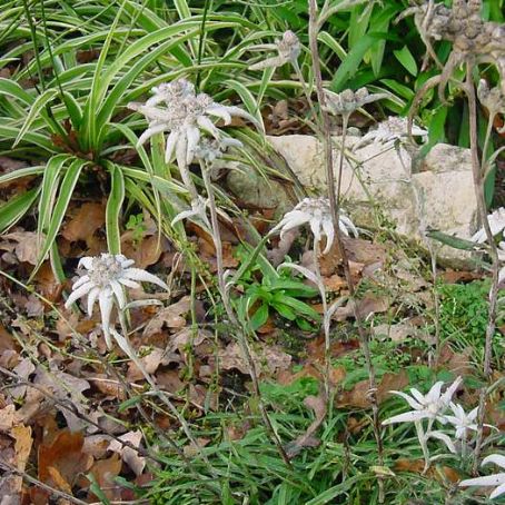 leontopodium 5 - floare de colt