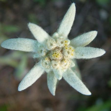 leontopodium 1 - floare de colt