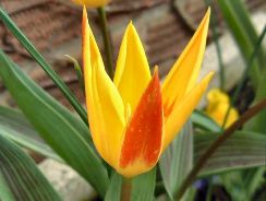 lalea - tulipa