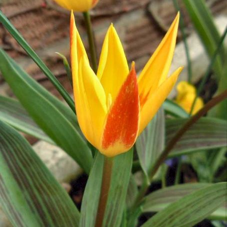 tulipa 1 - lalea