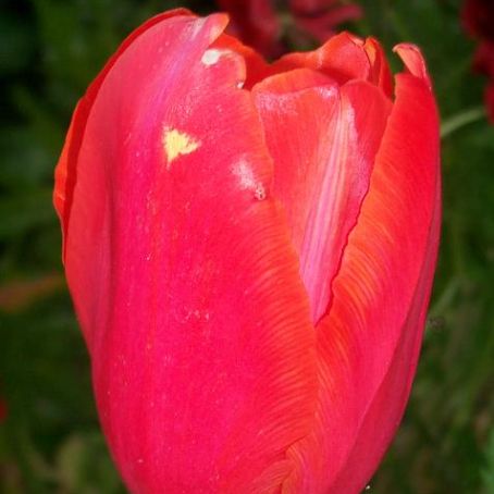 tulipa 5 - lalea