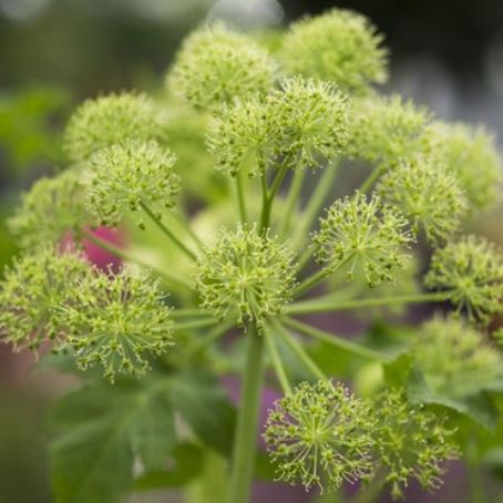 angelica archangelica 2 - angelica