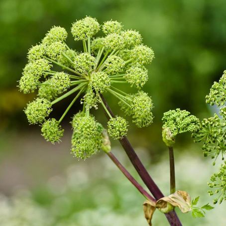 angelica archangelica 1 - angelica