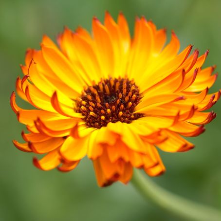 calendula officinalis 2 - galbenele