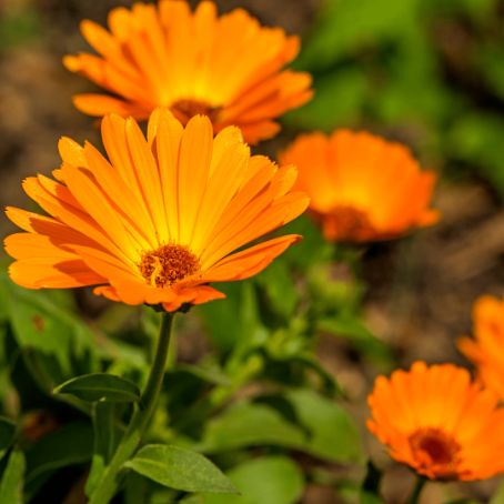 calendula officinalis 5 - galbenele