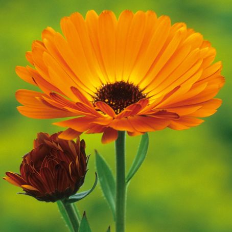 calendula officinalis 1 - galbenele