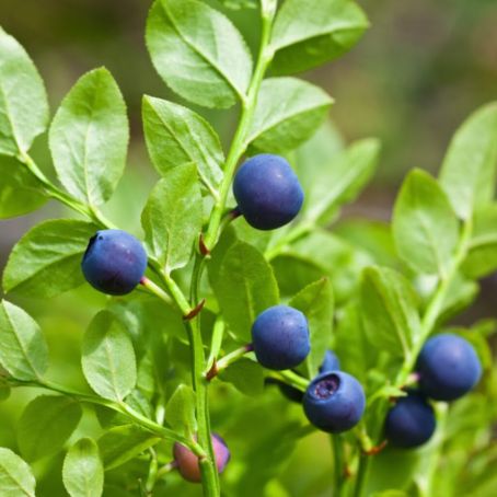 vaccinium myrtillus 3 - afinul